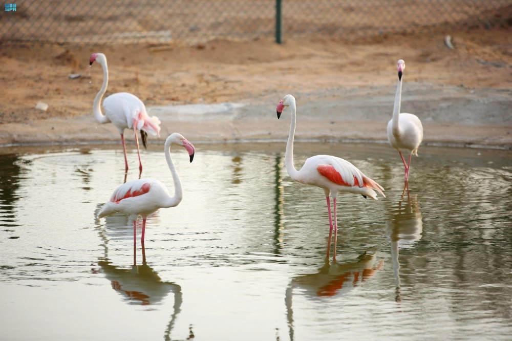 Jeddah Jungle предлагает посетителям незабываемые впечатления от сафари