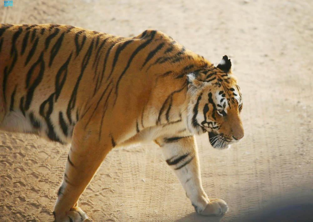 Jeddah Jungle предлагает посетителям незабываемые впечатления от сафари
